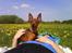 Dvaergpinscher Snoopy 