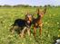 Dvaergpinscher Snoopy 