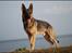 Schæferhund Cassius