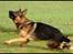 Schæferhund Cassius