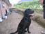 Labrador retriever Sammi R.I.P  - Sidder jeg pænt nok nu ;´) <33