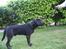 Labrador retriever Sammi R.I.P  - Et profil billede <3
