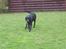 Labrador retriever Sammi R.I.P  - Nu kommer jeg ;)