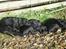 Labrador retriever Ringo - Igen , de sover bare :´)