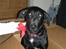 Labrador retriever Ringo - Juleaften xD med fin rød sløjfe :p