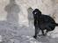 Labrador retriever Ringo - fuld firspring på stranden (: