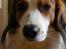 Kooikerhondje Kooijoy Garlic - Portrætbillede af Garlic
