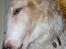Borzoi Danilov of Zarina - la´ nu vær .......