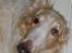 Borzoi Danilov of Zarina - Ska du være fræk ???