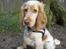 Cocker spaniel Freja r.i.p 20.1.19 - Freja fotomodel i skoven (7.5 mdr).