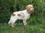 Cocker spaniel Freja r.i.p 20.1.19 - Freja kigger efter katte (9mdr)