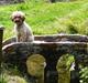 Lagotto romagnolo Viola