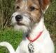 Parson russell terrier » Haldumlunds † Cassi † «