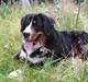 Berner sennenhund balou