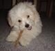 Coton de tulear Ella