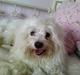 Coton de tulear mickey