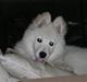Samojedhund Chivas