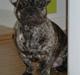Fransk bulldog Chuck