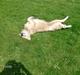 Golden retriever Lady. Min skat. =)