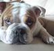 Engelsk bulldog Chelsea