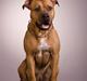 Amerikansk staffordshire terrier *Armani*