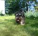 Dvaergschnauzer Nuser