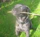 Bullmastiff mascha