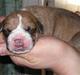 Olde english bulldogge Baloo (Zeoli Kuma)