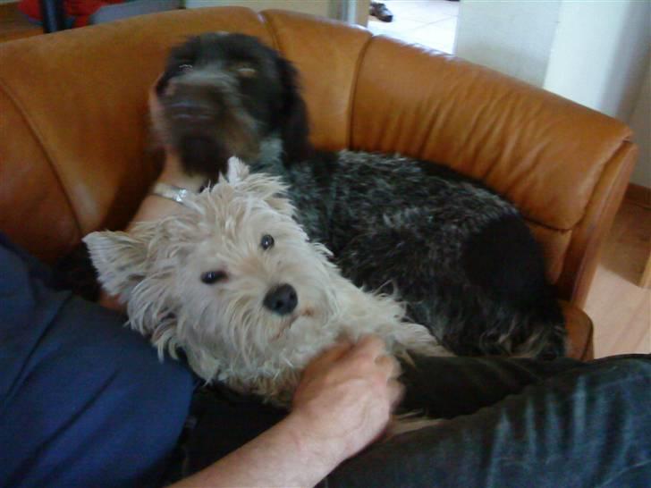 West highland white terrier Kni's Ficus Boucle(Viggo) - her hygger jeg med far og Fister ;D billede 10