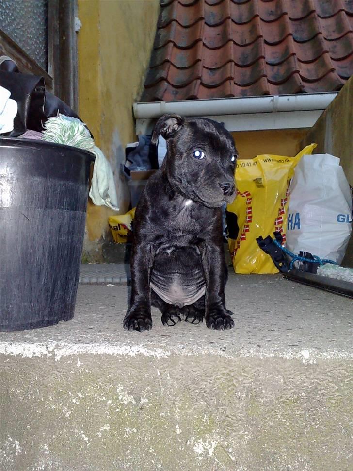 Staffordshire bull terrier Sanchez billede 18