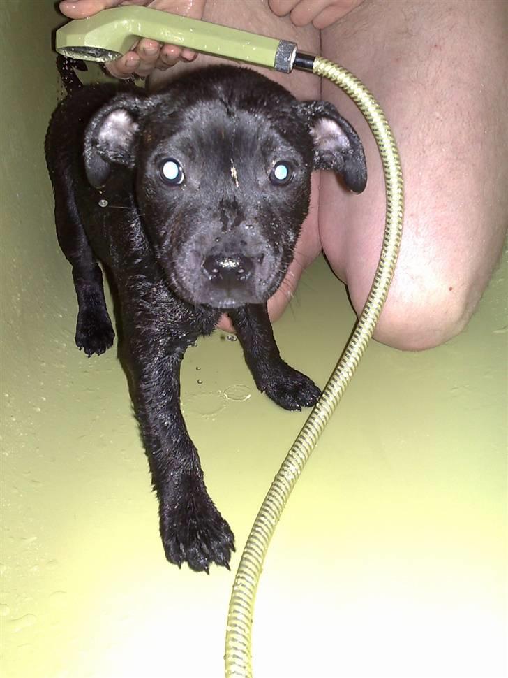 Staffordshire bull terrier Sanchez - I bad for første gang billede 19