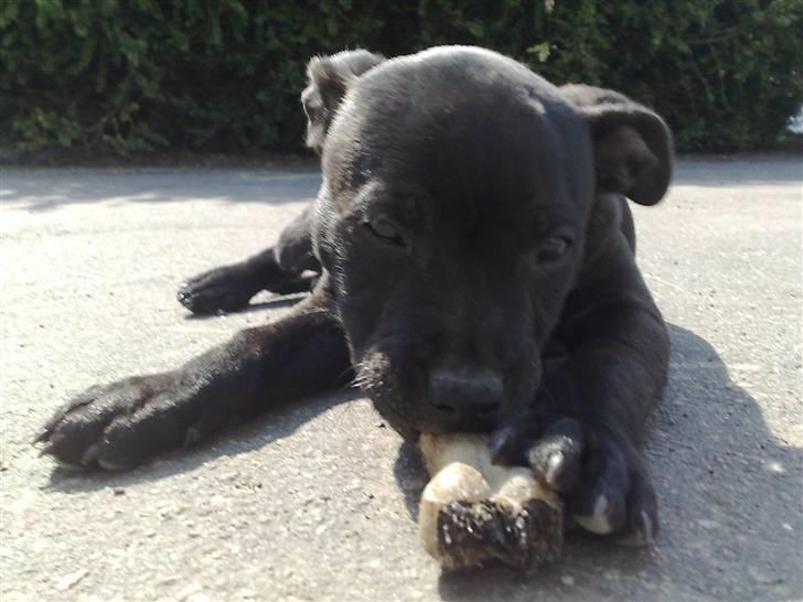 Staffordshire bull terrier Sanchez billede 20