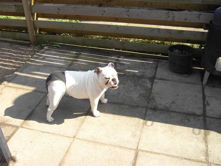 Engelsk bulldog Nala R.i.p D 22/7-2017 - Nala i løbetid 9 md. gammel er ude og nyde det gode vejr billede 8