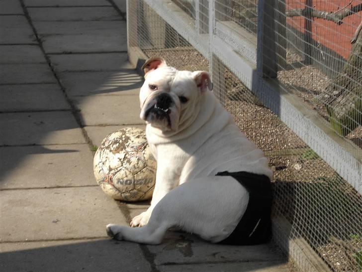 Engelsk bulldog Nala R.i.p D 22/7-2017 - Skal vi spille fodbold billede 9