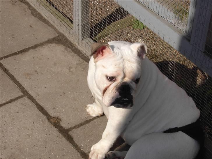 Engelsk bulldog Nala R.i.p D 22/7-2017 - Mugge løb med bolden billede 10