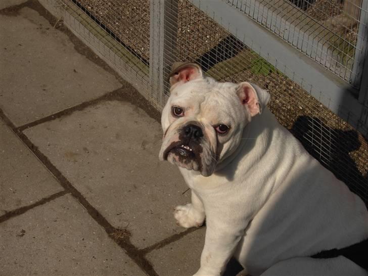 Engelsk bulldog Nala R.i.p D 22/7-2017 billede 11