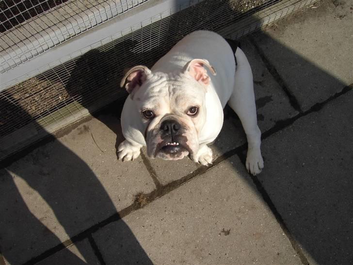 Engelsk bulldog Nala R.i.p D 22/7-2017 billede 12