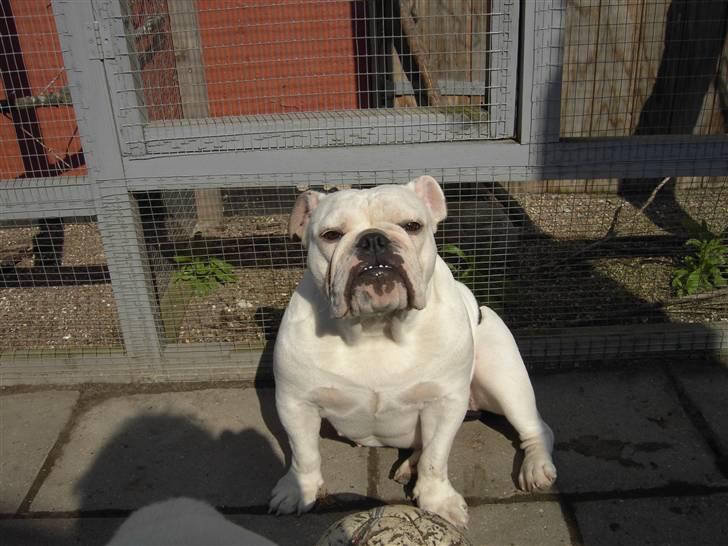 Engelsk bulldog Nala R.i.p D 22/7-2017 billede 13