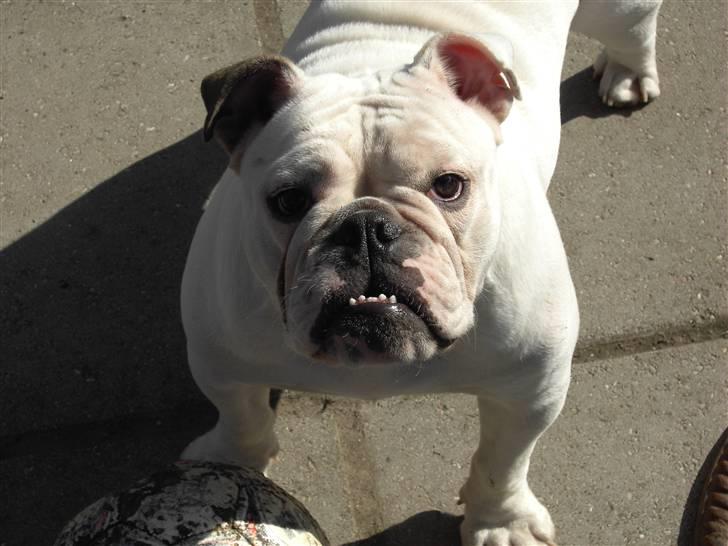 Engelsk bulldog Nala R.i.p D 22/7-2017 billede 14