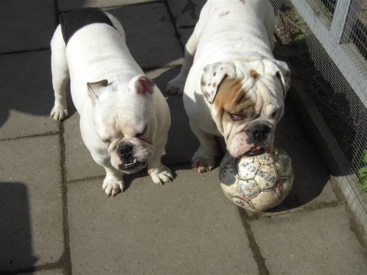 Engelsk bulldog Nala R.i.p D 22/7-2017 - Nala og Mugge spiller fodbold  billede 15