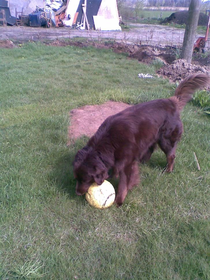 Blanding af racer Boss billede 7