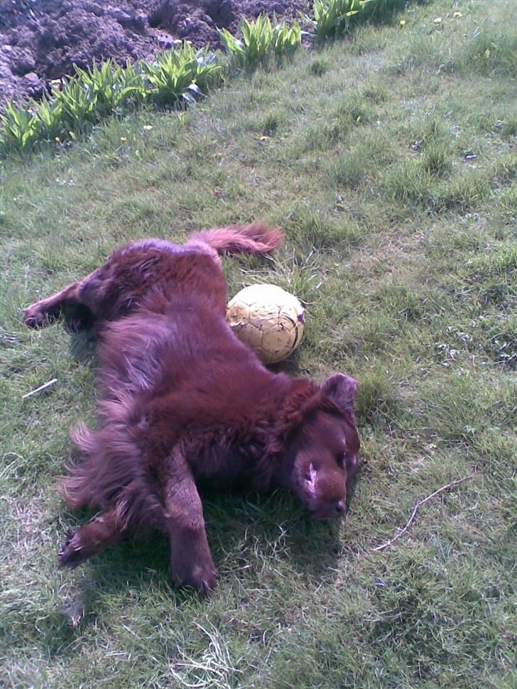 Blanding af racer Boss billede 8