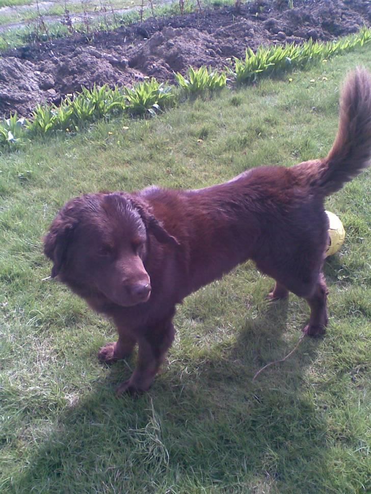 Blanding af racer Boss billede 9