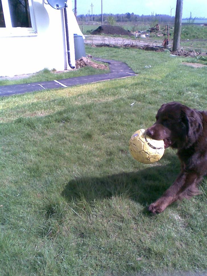 Blanding af racer Boss billede 10