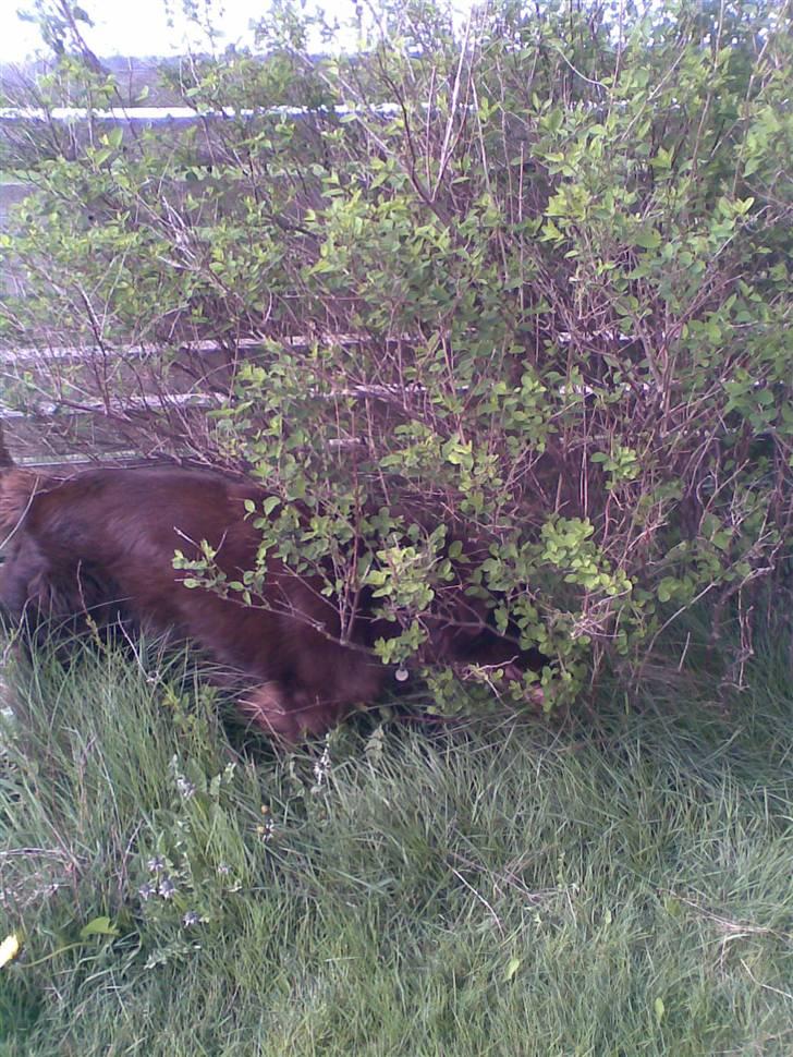 Blanding af racer Boss billede 11