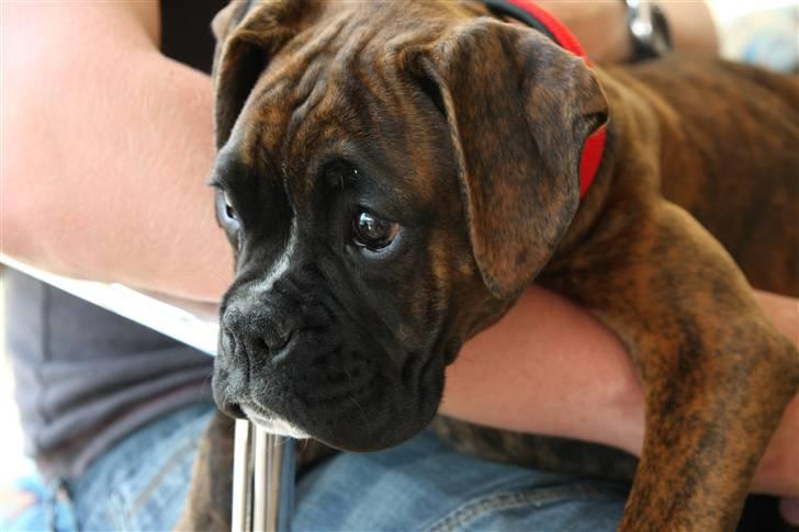 Boxer Mathilde - Mathilde 14 uger billede 1