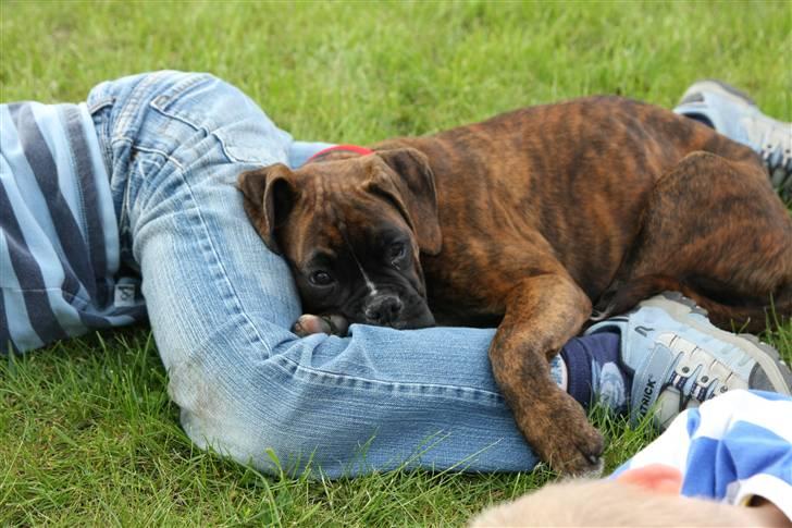 Boxer Mathilde - Alex og Mathilde tager en slapper billede 2