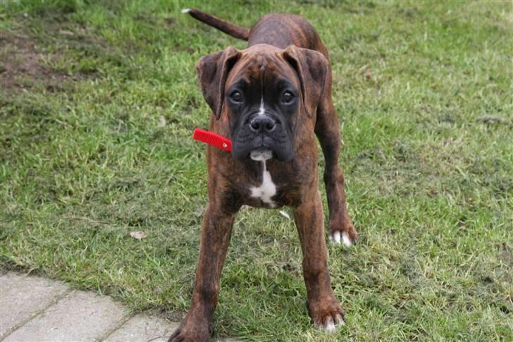 Boxer Mathilde - Skal vi lege billede 3