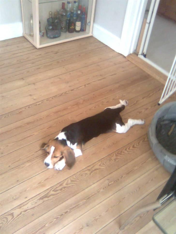 Beagle Kosmo billede 19