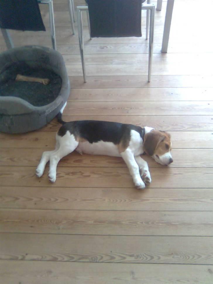 Beagle Kosmo billede 20